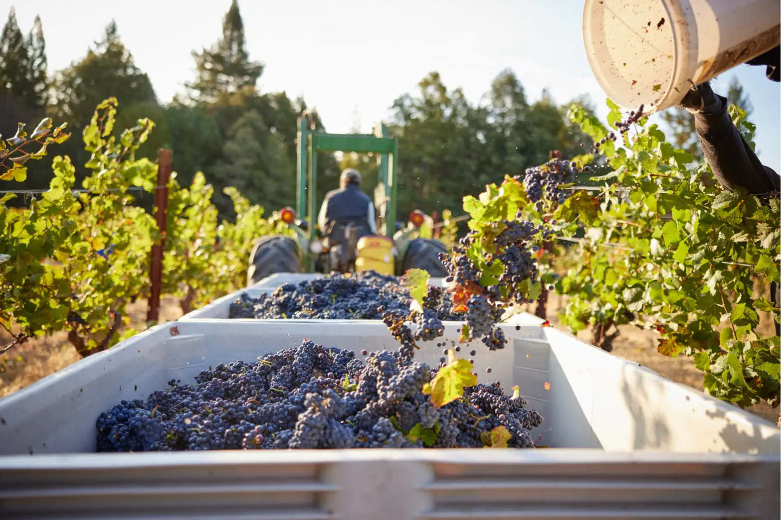 Harvest at RSM Vineyard, Handley Cellars